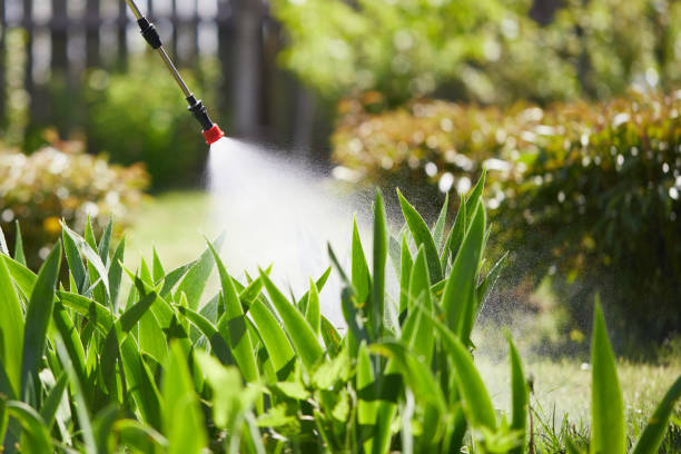 24/7 Emergency Termite Control experts in Mirrormont, WA